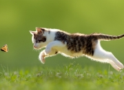 雷火电竞app-灰熊终结雄鹿，恩比德如何上演唯一剧本，成为终极关键先生？