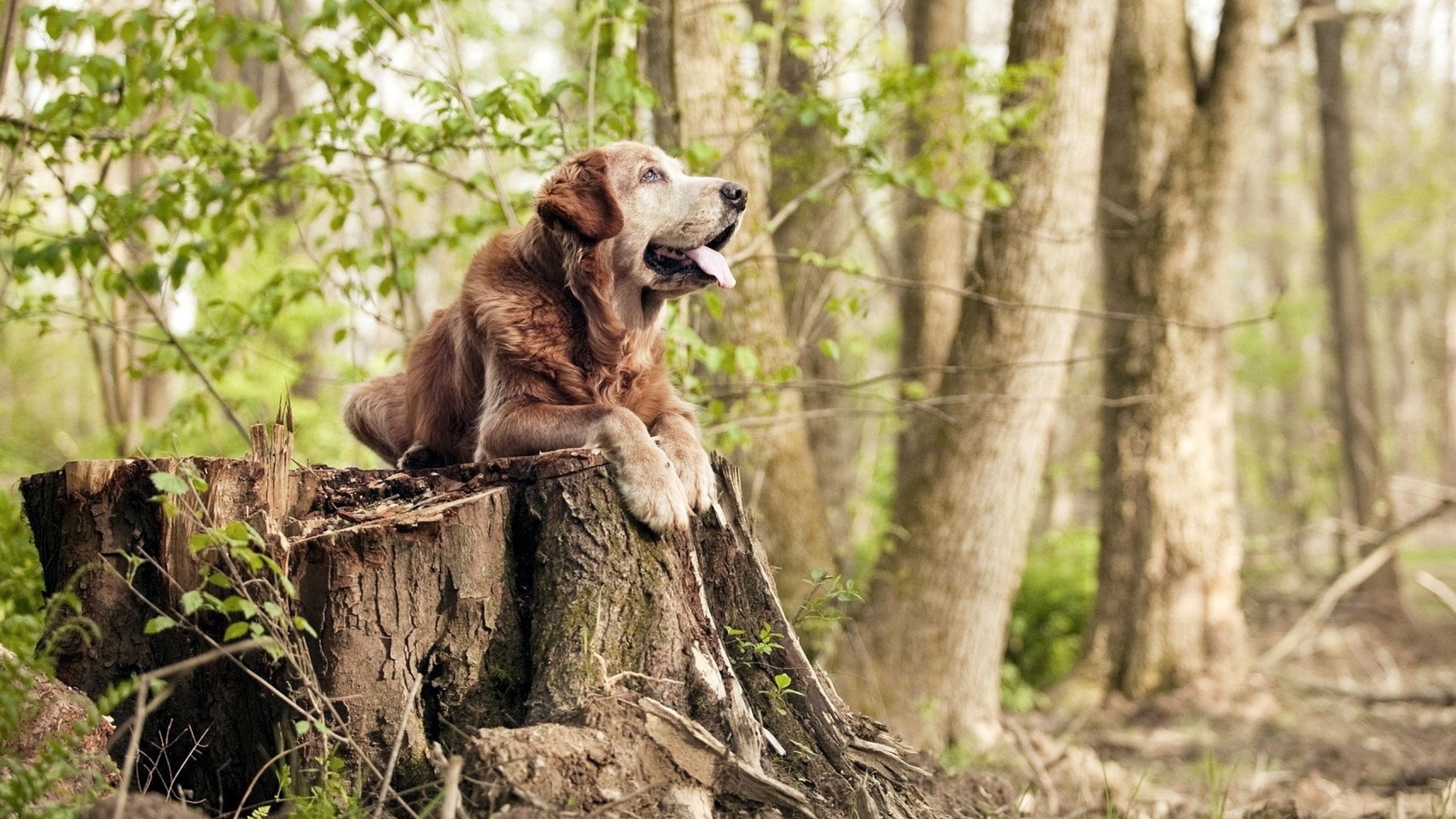 双星闪耀之夜,李刚仁爆发与曼城命运轮盘的加时决胜